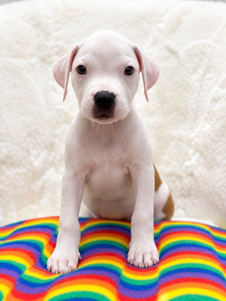 Brady Bunch Litter
