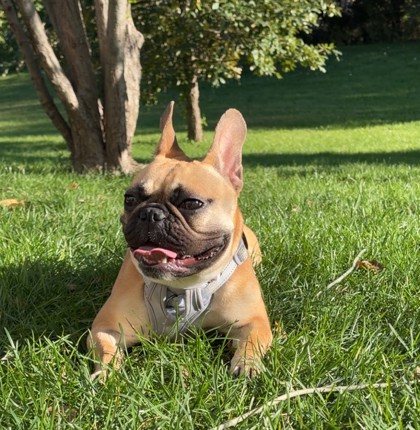 Stella