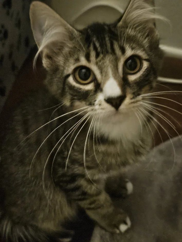 Leo