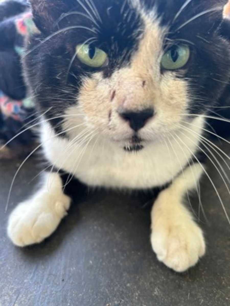 Buttercup