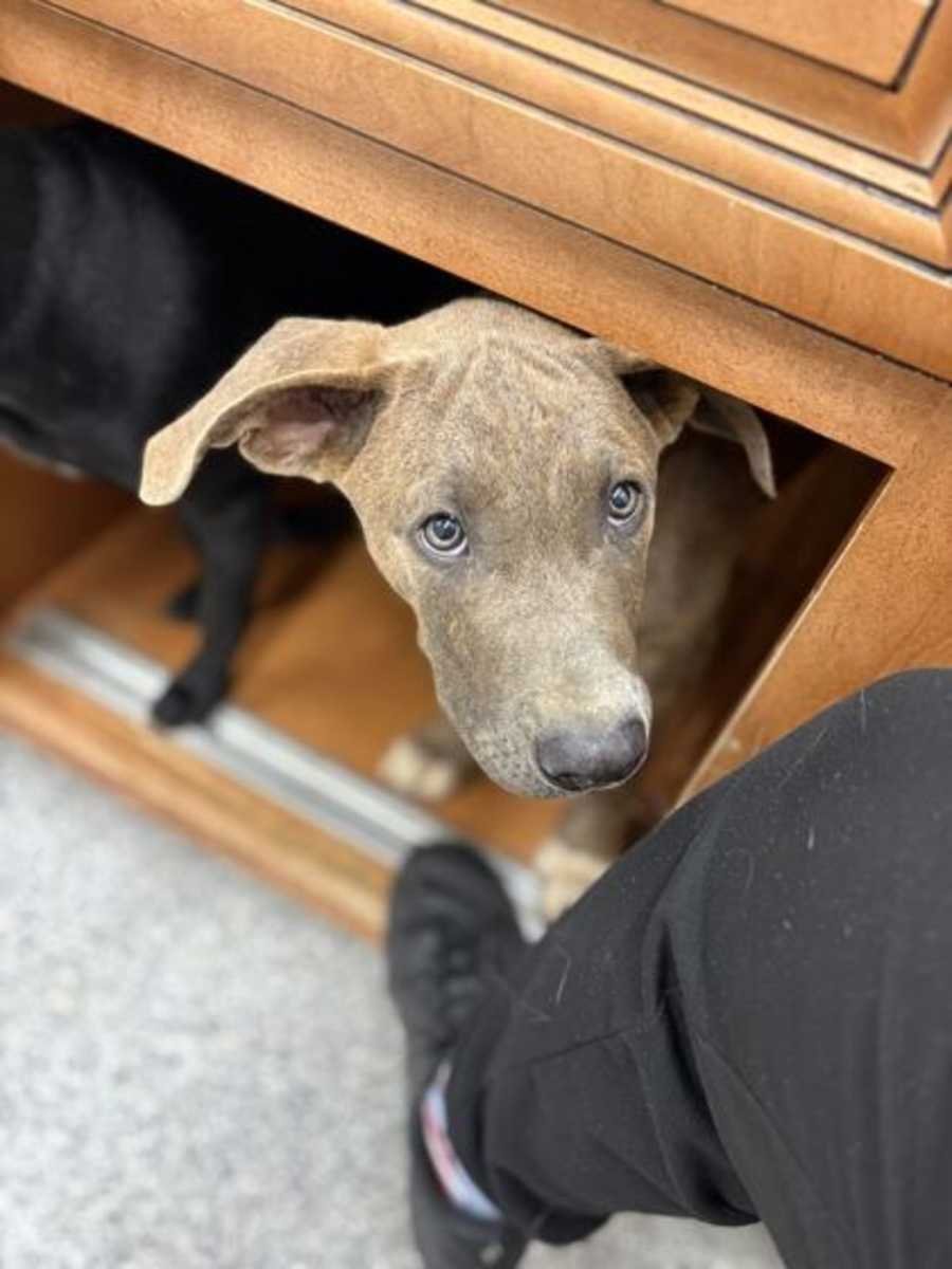 Chameleon